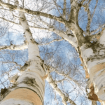 Arbre bouleau avec vue du ciel, au printemps pour une cure detox de seve de bouleau